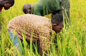 Côte d’Ivoire : le Fonds africain de développement accorde un prêt de plus de 18 millions de dollars pour accroître la productivité rizicole