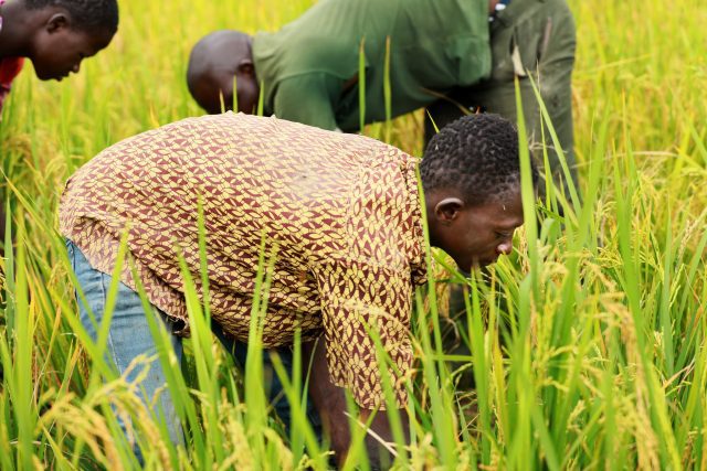 Producteurs de riz