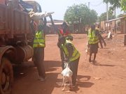 Burkina: 474 animaux en divagation conduits à la fourrière à Dédougou