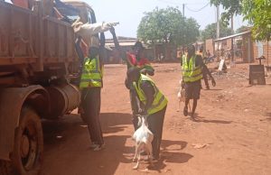 Burkina: 474 animaux en divagation conduits à la fourrière à Dédougou