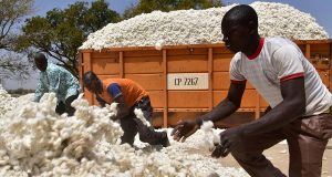 Coton: un contrat de financement de 106 Millions d’euros avec le Burkina