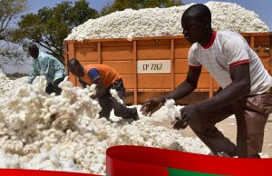 Coton: un contrat de financement de 106 Millions d’euros avec le Burkina