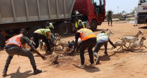 Ouagadougou: environ 1 000 têtes d’animaux mise en fourrière