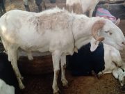 Tabaski au Burkina: pas de clients pour les moutons!