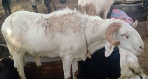 Tabaski au Burkina: pas de clients pour les moutons!
