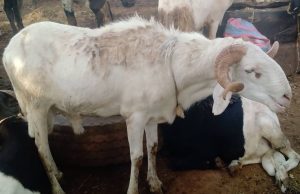 Tabaski au Burkina: pas de clients pour les moutons!