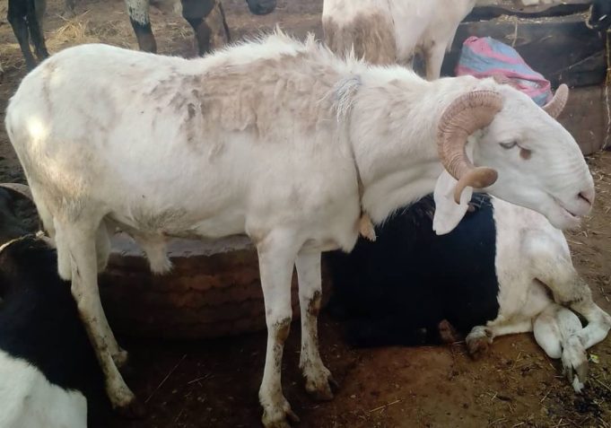 Tabaski au Burkina: pas de clients pour les moutons!