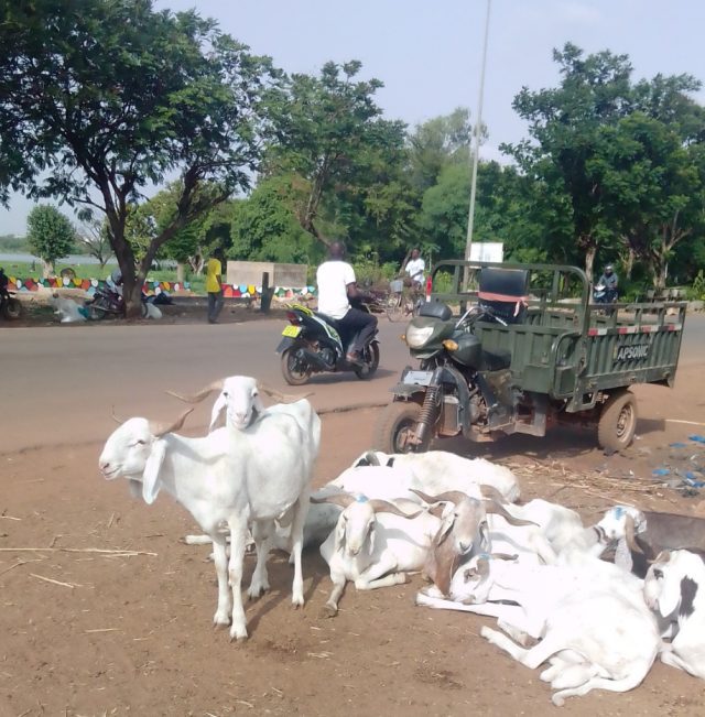 Des moutons en vente aux abords de la voie.
