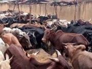 Burkina: des mesures transitoires en vigueur pour assurer la sécurité sanitaire des aliments pour animaux