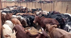 Burkina: des mesures transitoires en vigueur pour assurer la sécurité sanitaire des aliments pour animaux