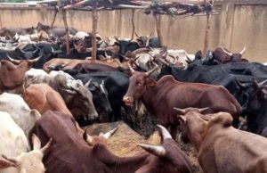 Burkina: des mesures transitoires en vigueur pour assurer la sécurité sanitaire des aliments pour animaux