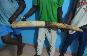 Criminalité faunique : 3 présumés trafiquants arrêtés en possession d’une grosse défense d’éléphant puis déposés
