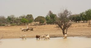 Transition climatique: lancement d’une nouvelle plateforme d’investissement