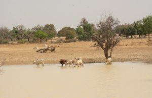Transition climatique: lancement d’une nouvelle plateforme d’investissement