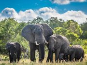 Déplacement des éléphants: les mesures à respecter