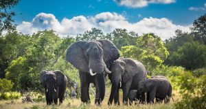 Déplacement des éléphants: les mesures à respecter