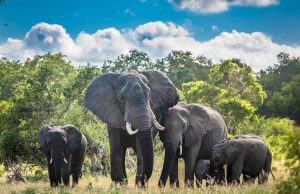 Déplacement des éléphants: les mesures à respecter