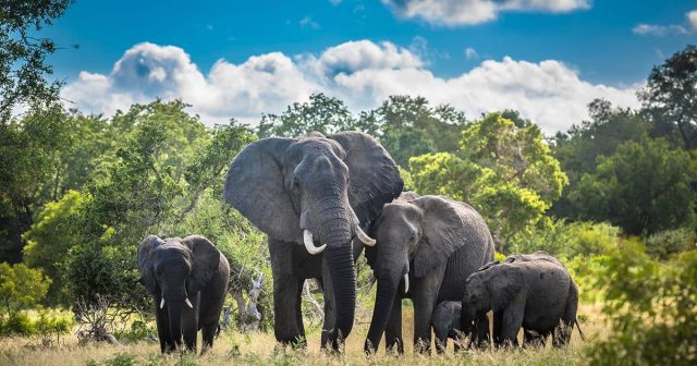 Eléphant