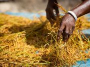 Afrique de l’Ouest : le Fonds africain de développement renforce l’adaptation des chaînes de valeur rizicoles au changement climatique