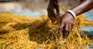 Afrique de l’Ouest : le Fonds africain de développement renforce l’adaptation des chaînes de valeur rizicoles au changement climatique