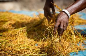 Afrique de l’Ouest : le Fonds africain de développement renforce l’adaptation des chaînes de valeur rizicoles au changement climatique