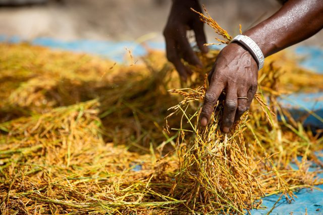 Riziculture Afrique de l'Ouest