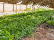 Initiatives Présidentielles: l’agriculture du Burkina en pleine transformation