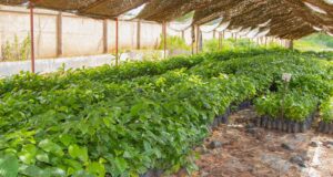 Initiatives Présidentielles: l’agriculture du Burkina en pleine transformation