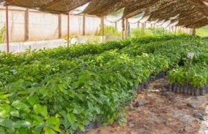 Initiatives Présidentielles: l’agriculture du Burkina en pleine transformation
