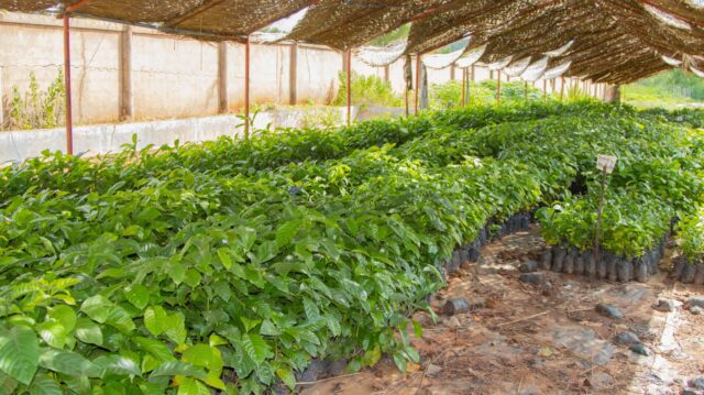 Des plants de cacao et de café