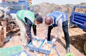 Ouagadougou: 88 600 poussins et une tonne d’aliments pour volaille détruits