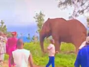 Burkina Faso: un éléphant abattu à Bobo-Dioulasso