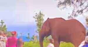 Burkina Faso: un éléphant abattu à Bobo-Dioulasso