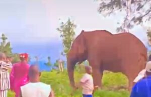 Burkina Faso: un éléphant abattu à Bobo-Dioulasso