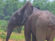 Présence d’éléphant et de buffle en ville: des évènements inhabituels qui ne surviennent pas pour la 1re fois