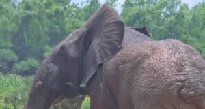 Présence d’éléphant et de buffle en ville: des évènements inhabituels qui ne surviennent pas pour la 1re fois