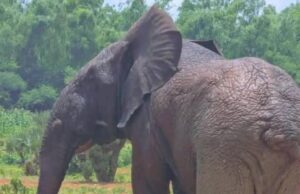 Présence d’éléphant et de buffle en ville: des évènements inhabituels qui ne surviennent pas pour la 1re fois