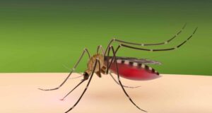Burkina: le Gouvernement met fin aux activités du projet Target Malaria