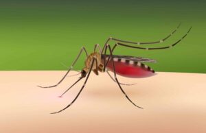 Burkina: le Gouvernement met fin aux activités du projet Target Malaria