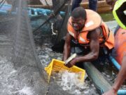 Barrage de Samendeni: vulgarisation des cages flottantes pour booster la production du poisson
