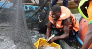 Barrage de Samendeni: vulgarisation des cages flottantes pour booster la production du poisson