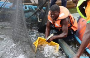 Barrage de Samendeni: vulgarisation des cages flottantes pour booster la production du poisson