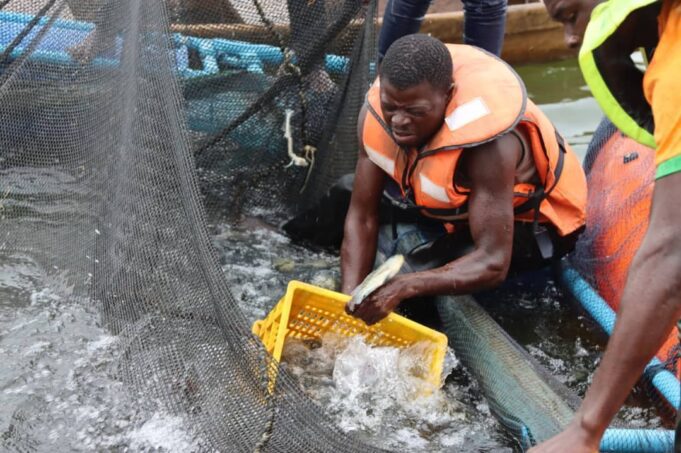 Barrage de Samendeni: vulgarisation des cages flottantes pour booster la production du poisson