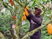 Côte d’Ivoire: le prix d’achat du cacao passe de 1 800 à 2 800 FCFA pour la campagne 2025 2026