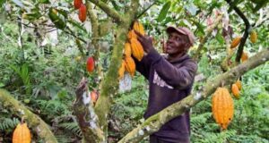 Côte d’Ivoire: le prix d’achat du cacao passe de 1 800 à 2 800 FCFA pour la campagne 2025 2026