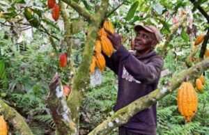 Côte d’Ivoire: le prix d’achat du cacao passe de 1 800 à 2 800 FCFA pour la campagne 2025 2026