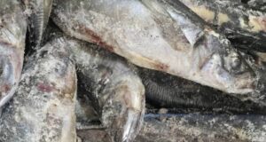 Ouagadougou/Marché halieutique: quand la transparence devient une exigence