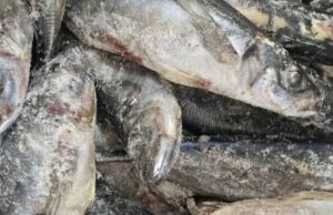 Ouagadougou/Marché halieutique: quand la transparence devient une exigence