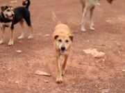 Ouagadougou: les chiens errants dans le viseur