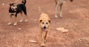 Ouagadougou: les chiens errants dans le viseur